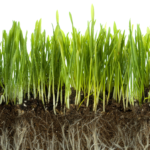 Redox Potential in Soil